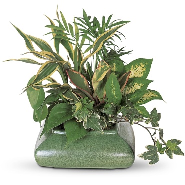 Small Garden Dish