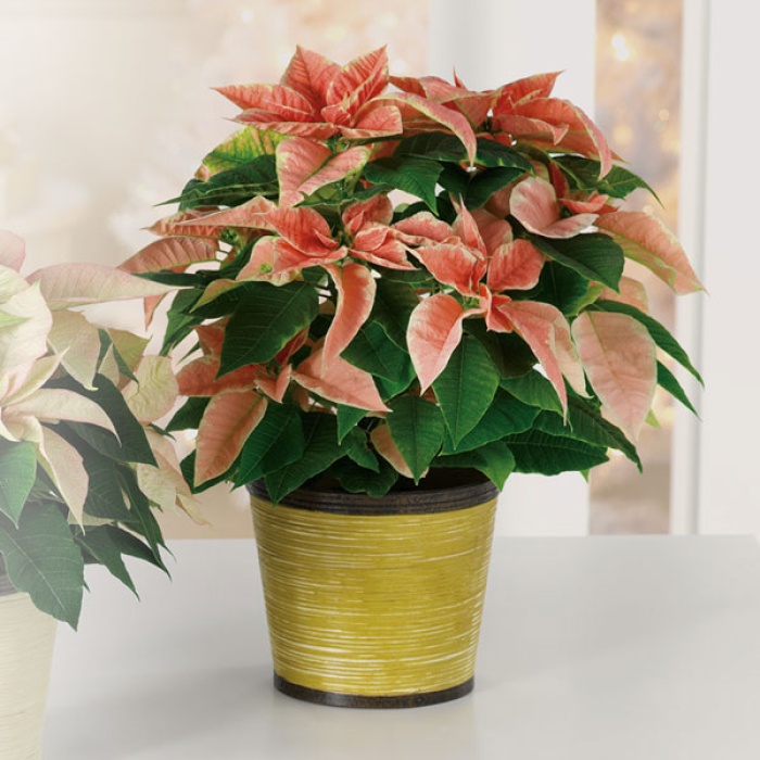 Poinsettia Pink